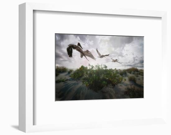 Sunset Pelicans-Steve Hunziker-Framed Art Print