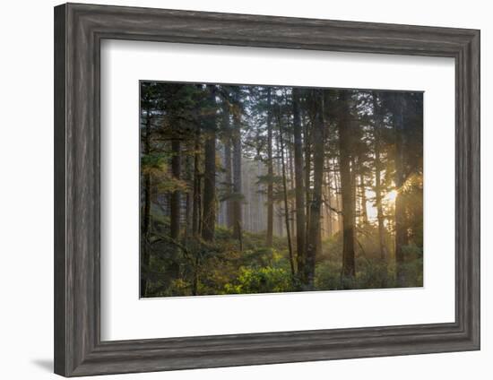 Sunset Rays Penetrate the Forest at Heceta Head, Siuslaw NF, Oregon-Chuck Haney-Framed Premium Photographic Print