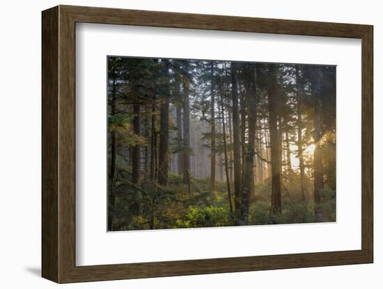 Sunset Rays Penetrate the Forest at Heceta Head, Siuslaw NF, Oregon-Chuck Haney-Framed Premium Photographic Print