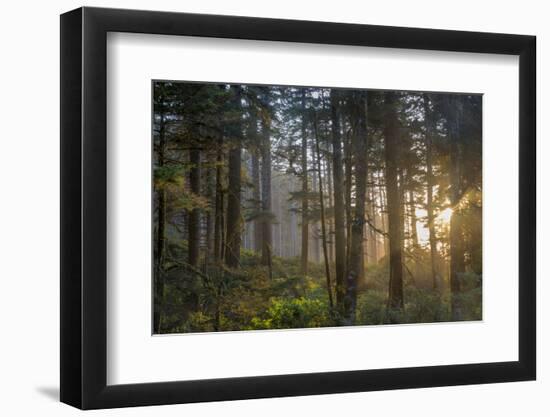 Sunset Rays Penetrate the Forest at Heceta Head, Siuslaw NF, Oregon-Chuck Haney-Framed Premium Photographic Print