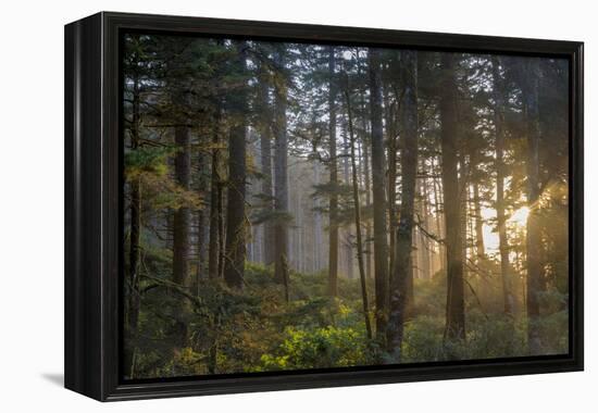 Sunset Rays Penetrate the Forest at Heceta Head, Siuslaw NF, Oregon-Chuck Haney-Framed Premier Image Canvas