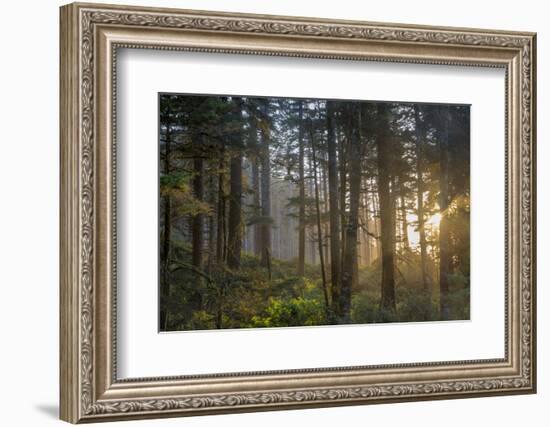 Sunset Rays Penetrate the Forest at Heceta Head, Siuslaw NF, Oregon-Chuck Haney-Framed Photographic Print