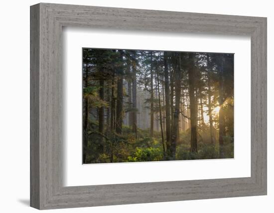 Sunset Rays Penetrate the Forest at Heceta Head, Siuslaw NF, Oregon-Chuck Haney-Framed Photographic Print