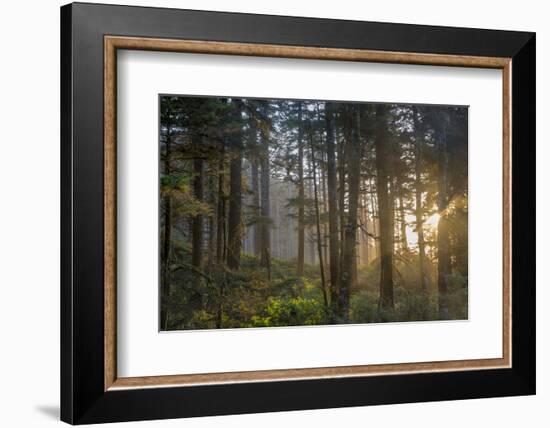 Sunset Rays Penetrate the Forest at Heceta Head, Siuslaw NF, Oregon-Chuck Haney-Framed Photographic Print