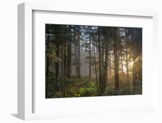 Sunset Rays Penetrate the Forest at Heceta Head, Siuslaw NF, Oregon-Chuck Haney-Framed Photographic Print