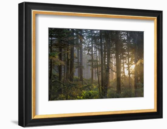 Sunset Rays Penetrate the Forest at Heceta Head, Siuslaw NF, Oregon-Chuck Haney-Framed Photographic Print