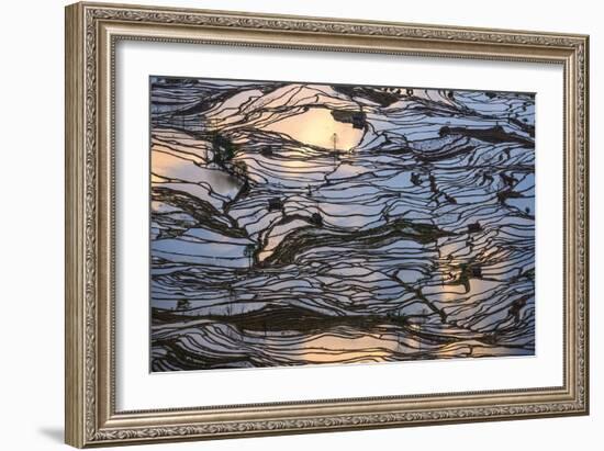 Sunset Reflections over Rice Fields in Yuanyang, China-John Crux-Framed Photographic Print