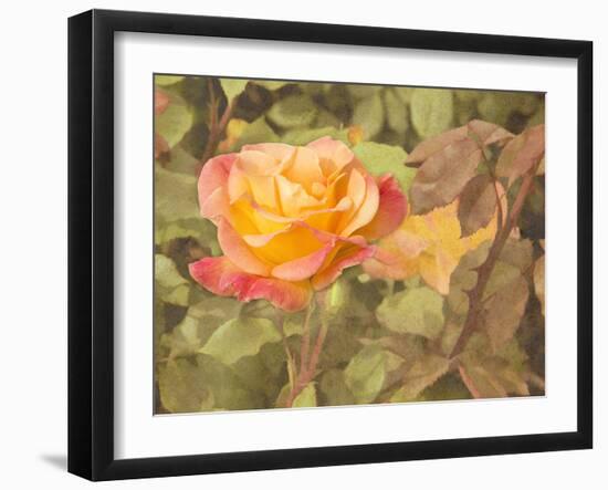 Sunset Rose-George Johnson-Framed Photographic Print