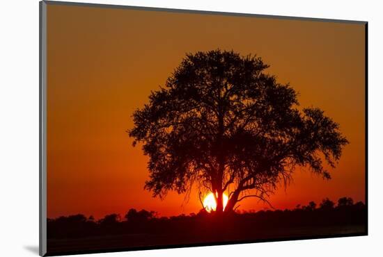 Sunset, Savuti Marsh, Chobe National Park, Botswana-Paul Souders-Mounted Photographic Print