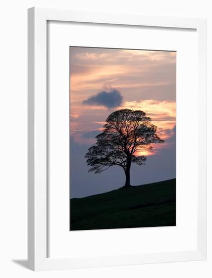 Sunset Sentinel-Doug Chinnery-Framed Photographic Print