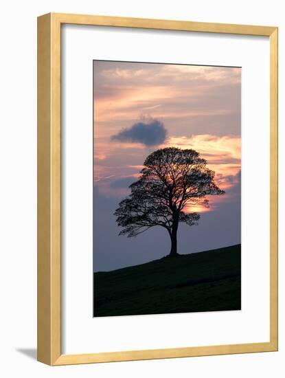 Sunset Sentinel-Doug Chinnery-Framed Photographic Print