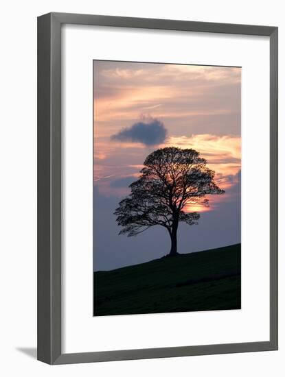 Sunset Sentinel-Doug Chinnery-Framed Photographic Print