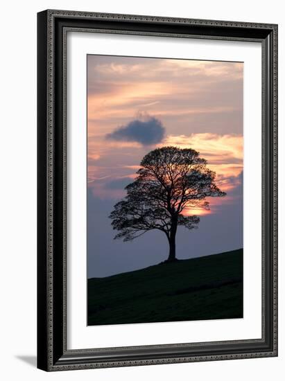 Sunset Sentinel-Doug Chinnery-Framed Photographic Print