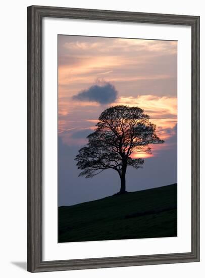 Sunset Sentinel-Doug Chinnery-Framed Photographic Print