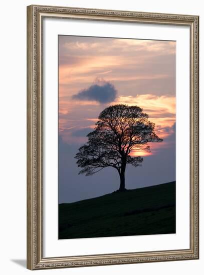 Sunset Sentinel-Doug Chinnery-Framed Photographic Print