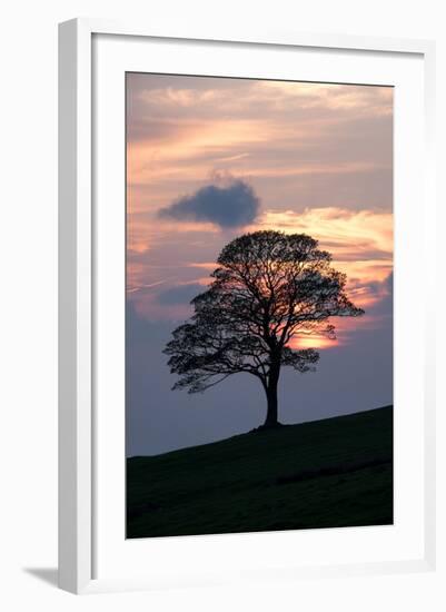 Sunset Sentinel-Doug Chinnery-Framed Photographic Print