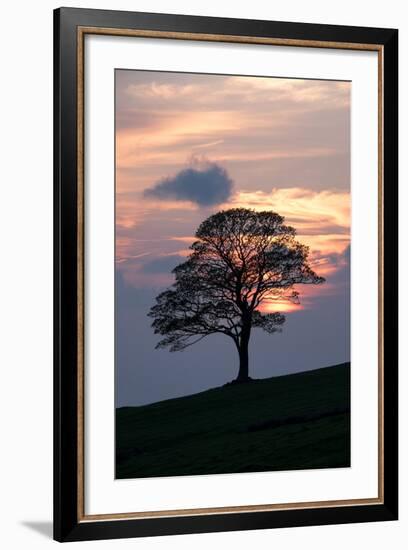 Sunset Sentinel-Doug Chinnery-Framed Photographic Print