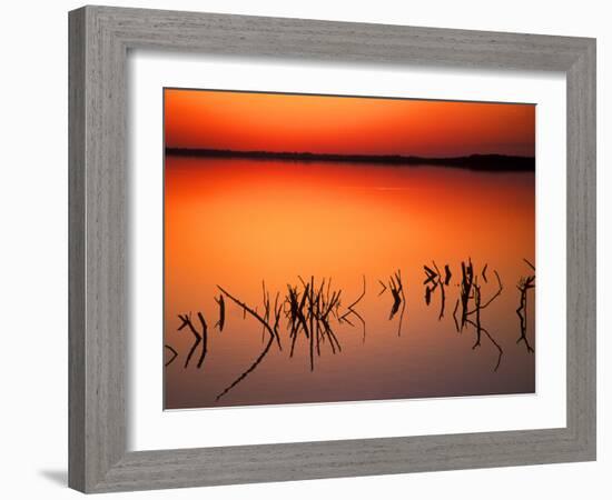 Sunset Silhouettes of Dead Tree Branches Through Water on Lake Apopka, Florida, USA-Arthur Morris-Framed Photographic Print