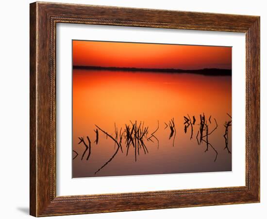 Sunset Silhouettes of Dead Tree Branches Through Water on Lake Apopka, Florida, USA-Arthur Morris-Framed Photographic Print