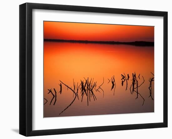 Sunset Silhouettes of Dead Tree Branches Through Water on Lake Apopka, Florida, USA-Arthur Morris-Framed Photographic Print