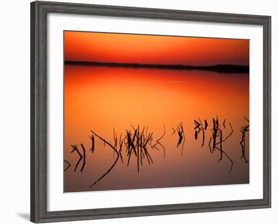 Sunset Silhouettes of Dead Tree Branches Through Water on Lake Apopka, Florida, USA-Arthur Morris-Framed Photographic Print