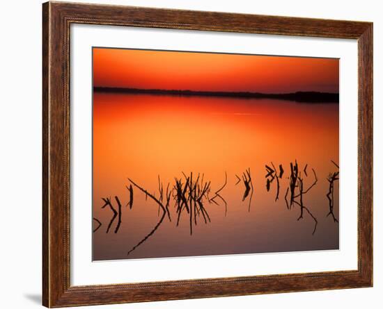 Sunset Silhouettes of Dead Tree Branches Through Water on Lake Apopka, Florida, USA-Arthur Morris-Framed Photographic Print