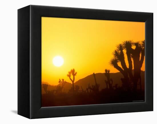 Sunset Silhouetting Joshua Trees, Joshua Tree National Park, California, USA-Rob Tilley-Framed Premier Image Canvas