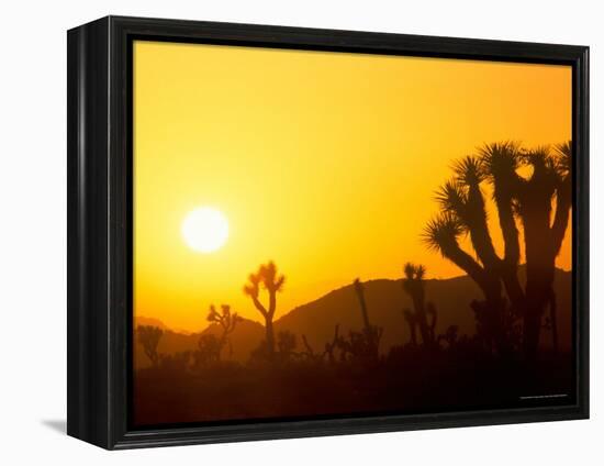 Sunset Silhouetting Joshua Trees, Joshua Tree National Park, California, USA-Rob Tilley-Framed Premier Image Canvas