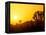 Sunset Silhouetting Joshua Trees, Joshua Tree National Park, California, USA-Rob Tilley-Framed Premier Image Canvas