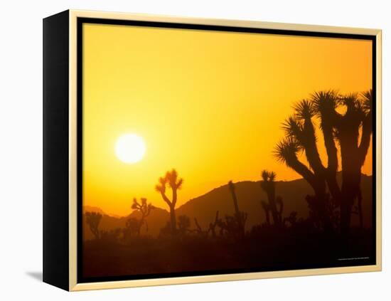 Sunset Silhouetting Joshua Trees, Joshua Tree National Park, California, USA-Rob Tilley-Framed Premier Image Canvas