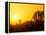 Sunset Silhouetting Joshua Trees, Joshua Tree National Park, California, USA-Rob Tilley-Framed Premier Image Canvas