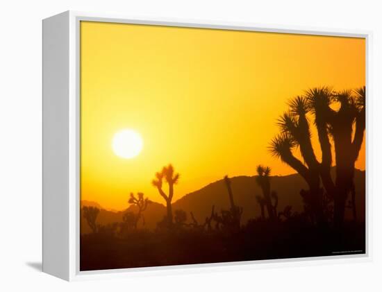 Sunset Silhouetting Joshua Trees, Joshua Tree National Park, California, USA-Rob Tilley-Framed Premier Image Canvas