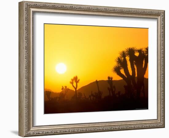 Sunset Silhouetting Joshua Trees, Joshua Tree National Park, California, USA-Rob Tilley-Framed Photographic Print