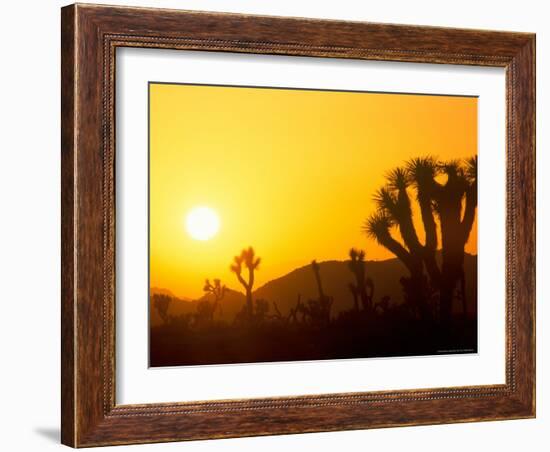 Sunset Silhouetting Joshua Trees, Joshua Tree National Park, California, USA-Rob Tilley-Framed Photographic Print