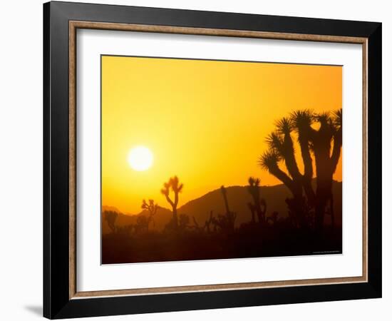 Sunset Silhouetting Joshua Trees, Joshua Tree National Park, California, USA-Rob Tilley-Framed Photographic Print