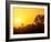 Sunset Silhouetting Joshua Trees, Joshua Tree National Park, California, USA-Rob Tilley-Framed Photographic Print