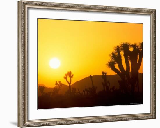 Sunset Silhouetting Joshua Trees, Joshua Tree National Park, California, USA-Rob Tilley-Framed Photographic Print