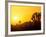 Sunset Silhouetting Joshua Trees, Joshua Tree National Park, California, USA-Rob Tilley-Framed Photographic Print