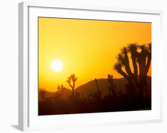 Sunset Silhouetting Joshua Trees, Joshua Tree National Park, California, USA-Rob Tilley-Framed Photographic Print