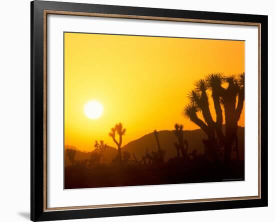 Sunset Silhouetting Joshua Trees, Joshua Tree National Park, California, USA-Rob Tilley-Framed Photographic Print