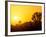 Sunset Silhouetting Joshua Trees, Joshua Tree National Park, California, USA-Rob Tilley-Framed Photographic Print