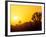 Sunset Silhouetting Joshua Trees, Joshua Tree National Park, California, USA-Rob Tilley-Framed Photographic Print