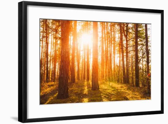 Sunset Sunrise in Atumn Coniferous Forest Trees. Nature Woods. HDR-Grisha Bruev-Framed Photographic Print