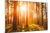 Sunset Sunrise in Atumn Coniferous Forest Trees. Nature Woods. HDR-Grisha Bruev-Mounted Photographic Print