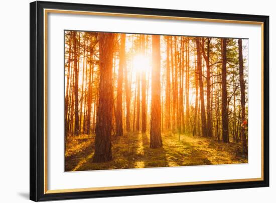 Sunset Sunrise in Atumn Coniferous Forest Trees. Nature Woods. HDR-Grisha Bruev-Framed Photographic Print