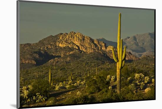 Sunset, Superstition Mts, Lost Dutchman SP, Apache Junction, Arizona-Michel Hersen-Mounted Photographic Print