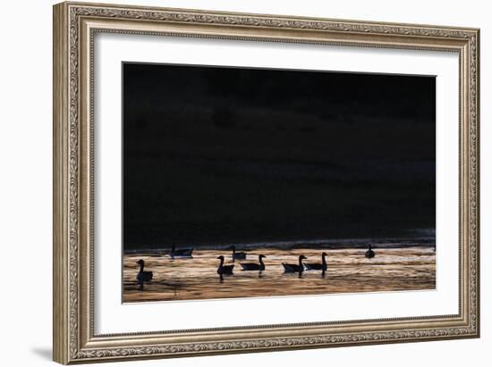 Sunset Swin-Staffan Widstrand-Framed Giclee Print