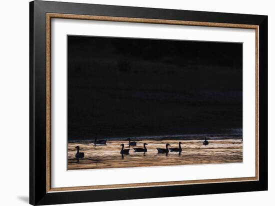 Sunset Swin-Staffan Widstrand-Framed Giclee Print