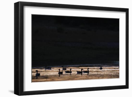 Sunset Swin-Staffan Widstrand-Framed Giclee Print