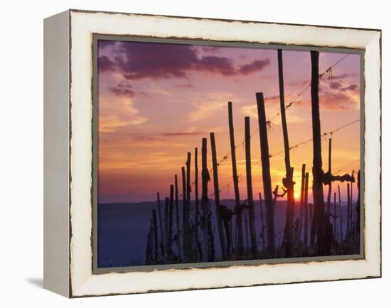 Sunset Through the Vines of the Italian Wine Country, Tuscany, Italy-Janis Miglavs-Framed Premier Image Canvas